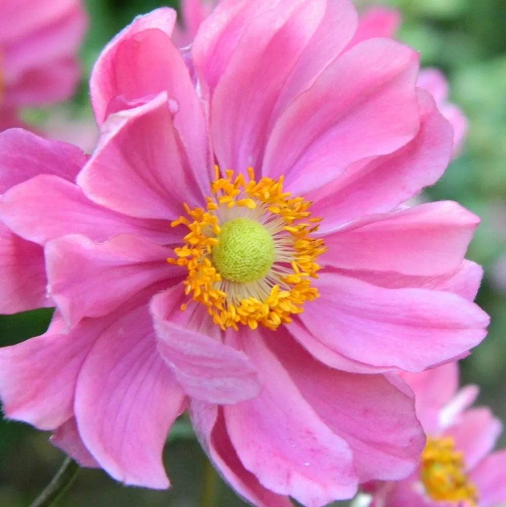 6 x anémone du japon 'serenade' - anemone hybride 'serenade' - godet 9cm x 9cm